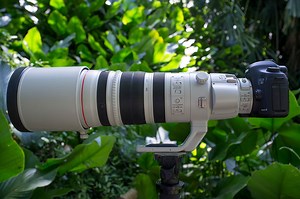 Review: Canon's 200-400mm f/4L IS 1.4x Stretches Focal Length and Wallets