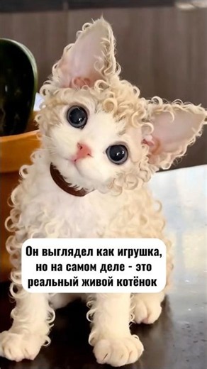 Знакомьтесь, самая кудрявая и озорная порода кошек - Девон рекс 😻💥💕