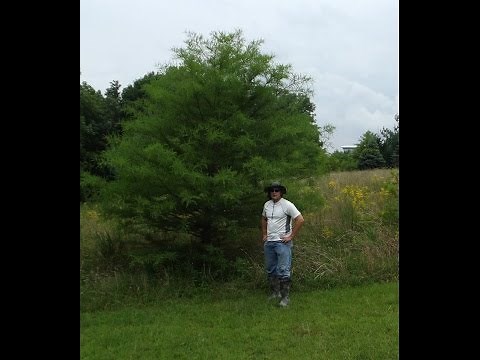 How to Plant Bald Cypress Tree Seedlings