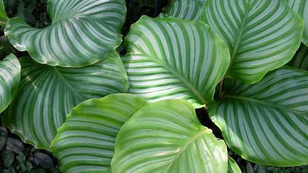 Caring For Your Calathea Orbiofolia | The Plant Doctor