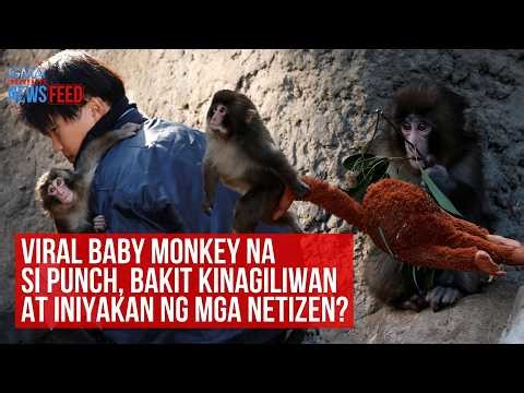 Viral baby monkey na si Punch, bakit kinagiliwan at iniyakan ng mga... | GMA News Feed