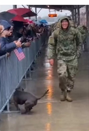 Heartwarming Dog and Soldier Reunions
