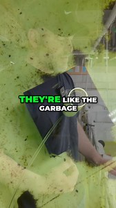 Have you ever heard of Scuds?! Watch the FULL video here 👉https://youtu.be/huncz8qOVoI Other Helpful Links: 👨‍👩‍👧‍👦 Unlock exclusive content & perks — Join the Aquarium Club! Join here 👉 https://www.youtube.com/channel/UCwqXcfzaWIkNPtvlYuLb1Dg/join 👾 Join our Flip Fam on Discord — chat, learn, and connect with our community! Hop in here 👉 https://discord.gg/NTcvt5YuYH 📺 Subscribe to follow the journey — big things are happening! Subscribe now 👉 https://www.youtube.com/user/lupdiesel?su