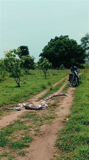 Attack Snake 🐍 #reel #reels #viral #Amazing #viralreels | Bipini VFX Creator