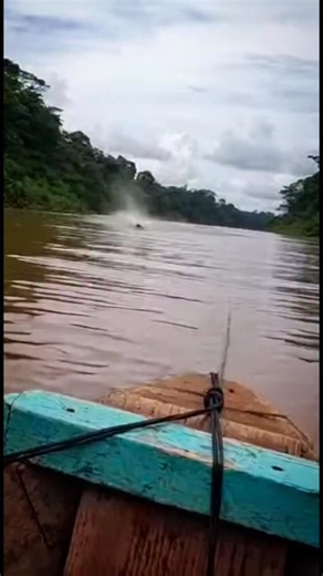 Shawn Arranha on Instagram: "😱 Jungle Nightmare: Almost Tasted the Amazon! I was just out for a routine fish, the river quiet, the jungle humid. Then, without warning, the water exploded. Look at that thing! A massive crocodile—or maybe a caiman, I couldn’t tell—launched itself clear out of the murky river, mouth wide open, teeth glinting, aiming right for our little boat. It was pure instinct to brace myself and push off. The sheer force of the impact nearly flipped us, showering us with dirty