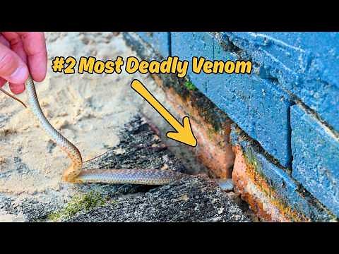 STRANGEST Deadly Snake Rescue I've Ever Done