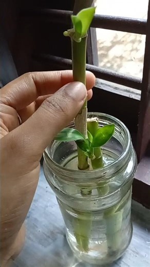 Lucky bamboo #garden #plantation #shorts #plantlover #viral #plants