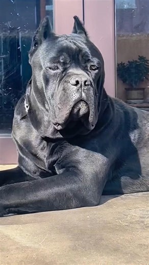 Cane Corso Dog #dog #canecorso
