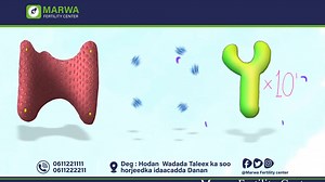 342 reactions · 99 shares | Waa maxay endocrine system? Waa maxay Shaqada rasmiga ah ee endocrine system.ka ? kaga bogo Macluumaadka endocrine system Muqaalkan. Xanuunadaan iyo kuwa kale hadii aad isku aragto fadlan Nagusoo booqo xarunteena Marwa Fertility Center ama Laxariir 0611221111/0611222211 Taleex ka soo horjeedka idaacadda Danan ama Masjidka Abdirashiid ka soo horjeedkiisa . | Marwa Fertility Center | Facebook