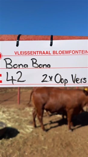 2.2K views · 16 reactions | Our commercial Tuli heifers are auction ready! Quality you can count on. Proud to be part of the Wildrock Tuli Auction today! See you at 11!  Wildrock Tuli's Vleissentraal Tuli Cattle Breeders' Society of SA | Bona Bona Livestock | Facebook