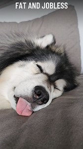 Not fat... Fluffy and Jobless ☁️🐺🚫💼 . . . #fatandjobless #notfatjustfluffy #manofthehouse #derpydog #derp #derplife #blep #dogblep #sillydog #derpking #wooly #woolyhusky #goofydog #huskylife #allfloofnobrains #dogsofig #dogsofinstagram #funnydogs #funnydogvideos #dogvideos | Kiska and Koda