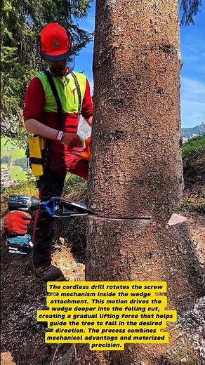 Innovative Tree Felling Technique Using a Cordless Drill Wedge | Modern Forestry Tools