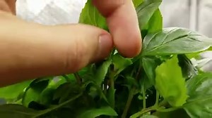 Pruning basil to promote growth is one of the easiest and best ways to have an unlimited supply of basil in your garden. Basil absolutely loves aggressive pruning, so with a few clever techniques it's simple to create basil that is bushy, productive, and delicious. In this video, you will learn where to prune your basil and why it works so well. Enjoy, and let me know what you think in the comments! Learn to grow your own food: → http://www.epicgardening.com/blog | Epic Gardening