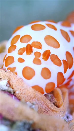Sea Bunny Laying Eggs: Spiral Flower-Like Egg Patterns Explained