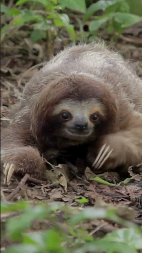 Why Are Sloths So Slow?