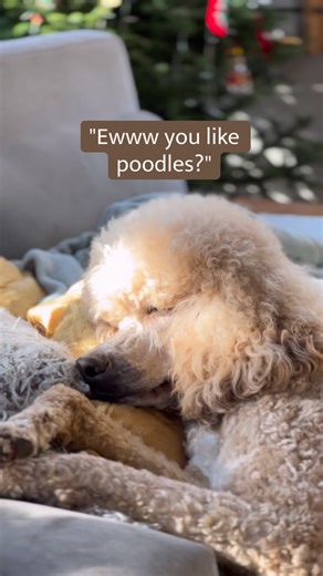 Abby 🤎🐩, Harry🧡🐩, Taffy🖤🐩, Charli 🦮 on Instagram: "Poodles are elite and if you can't comprehend that, more for me. 7 reasons standard poodles are top tier 🐩✨ • smart and stable • athletic with an off switch • low-shed, lifestyle friendly • emotionally tuned in • thrive in multi-dog homes • wildly versatile • age like fine wine Once you live with a poodle pack… you rarely go back. #standardpoodlesofinstagram #spoo #poodlegram #brownstandardpoodle #poodlelife"