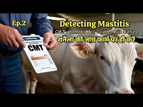 Detection of Mastitis Educational Video CMT, Somatic Cell Count & Milk Culture Ali Veterinary Wisdom