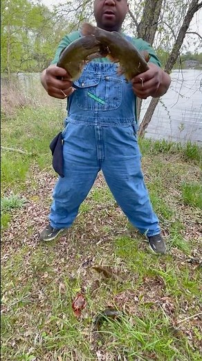 Big bullhead Z-Trap. #midwest #fishing #bait #missouri #catfish #yt #ytshorts #ytviral #ytshort ￼