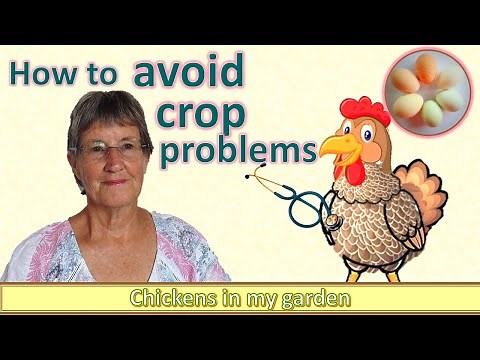 Avoid crop problems - impacted, pendulous and sour crop are easier to prevent than cure
