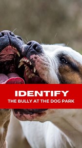 To identify a "dog bully" at the dog park, observe the following behaviors: 1. Excessive Rough Play: The dog plays too rough for others, often ignoring social cues to stop. This includes tackling, chasing relentlessly, or pinning other dogs down. 2. Ignoring Warnings: Dogs communicate boundaries through growling, barking, or showing teeth. A bully ignores these warnings and keeps pushing. 3. Targeting a Specific Dog: The bully may pick on one dog repeatedly, following them and causing discomfort