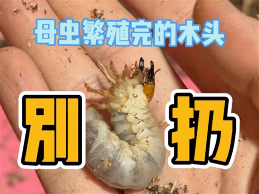 你这一扔失去了整窝的虫宝宝！