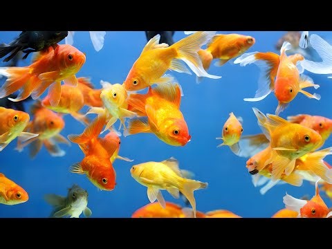 Goldfish Swimming in Aquarium | Relaxing Fish Video