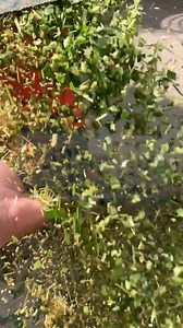 4.8K reactions · 195 shares | Chaff Cutter Machine | Toka Machine |...