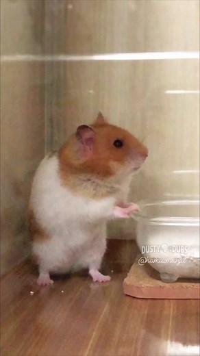 Hamster Adventures: Funny Voiceovers & Stories