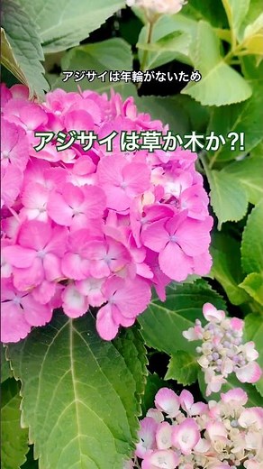 紫陽花の豆知識 #アジサイ #あじさい #雑学
