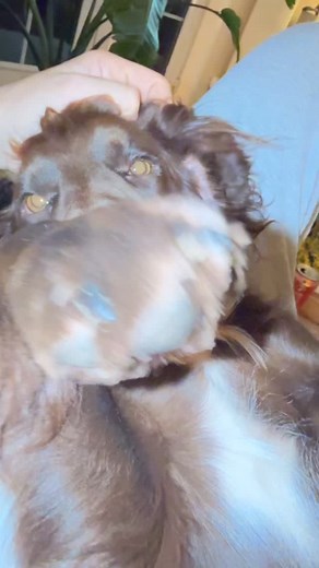 Just a puppy girl 🤎 #cocker #cockerspanieli | CockerSquad