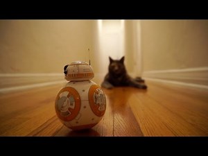 Mochi the Cat Meets BB8 from Star Wars: The Force Awakens
