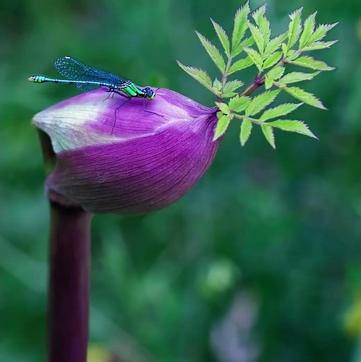 Nature’s Jewel: Amazing Dragonfly