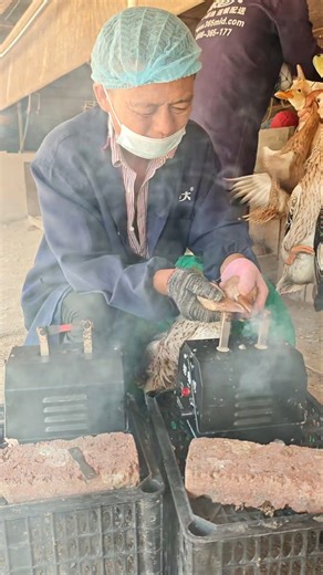 Beak Trimming on Ducks 🦆🔥👀