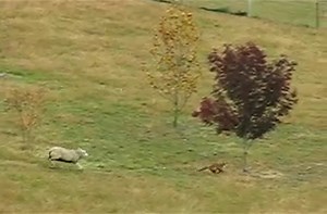 Sheep vs. Fox.