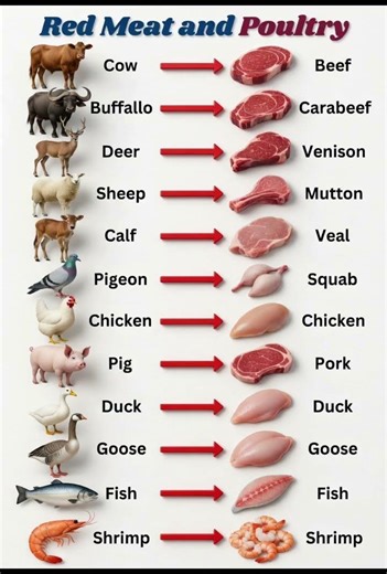 Quick English Lesson#englishvocabulary#learnenglish#englishwords#spokenenglish#englishlearning