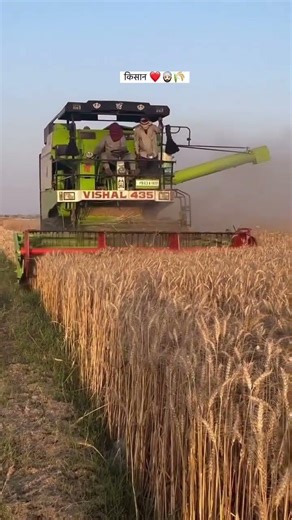 Vishal 435 Brisk Plus in Wheat Field | Vishal 435 Combine Harvester Working Video 2026