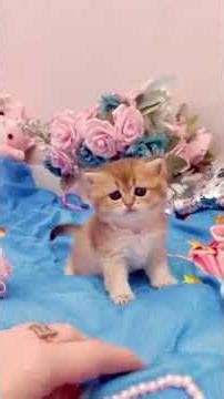 Mèo con xinh đẹp#NY11 #BritishShorthair #NY12 #goldenkittens #Cattery #AY12 #BritishGoldenShaded #