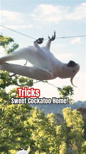 This Cockatoo's Swing Technique is NEXT LEVEL 😆 #tricks #parrot #amazing