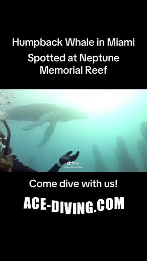 Humpback Whale Dive at Neptune Memorial Reef