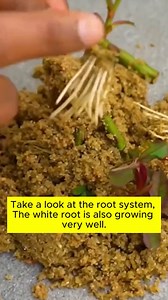 162K views · 2.4K reactions | Tips for growing roses well #garden #gardening #plants #planting #planthacks #gardenhacks #gardeningmakemehappy #gardeningtips #gardeningideas #gardeninspiration #gardenlove | Gardening Lover | Facebook