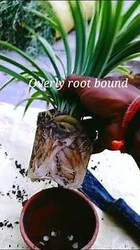 How to Repoting root bound Spider plant #gardeningtips #spiderplants #ornamentalplants #vorganicfarm