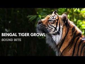 Bengal Tiger Growl Sound Effect | Animal Sound Bites & Audio Clips | Clean Sound Clips