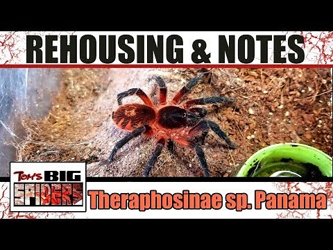 Theraphosinae sp Panama (Lava Spider) Rehousing and Notes