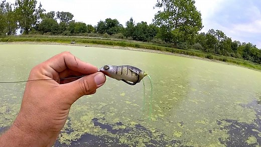 How Frog Bait Performs in Thick Grass Fishing