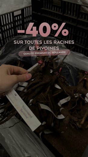 Profitez de -40% de RÉDUCTION sur les pivoines premium ! 🌸 IMG 4750