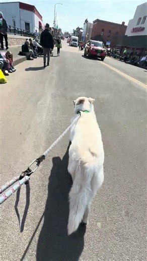 White Swiss Shepherds at a St. Paddy’s Day Parade