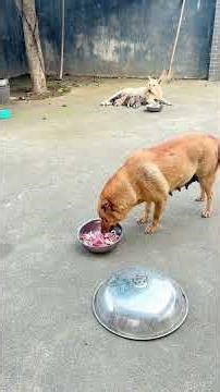 The big yellow knows his daughter is on postpartum confinement and wants meat