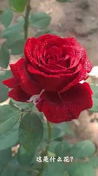 Stop making mistakes! A guide to 30 rose/rose varieties, making you a flower expert in no time! #...