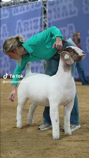Focused! 🎯 Setting a Goat's Perfect Stance at the Arizona National