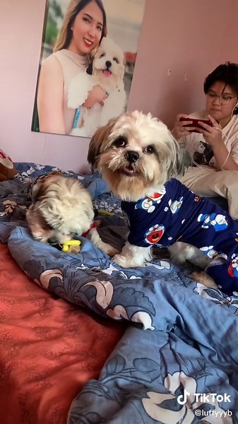 Luffybthesmilingdog on TikTok